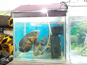 Two fish tank size 2x1x1 and 1x1x1. price can be