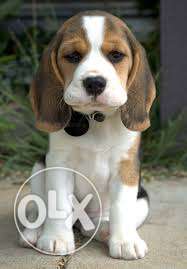 Unexpected quality Beagle,Rottweiler,golden retrievers,