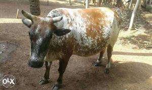 Vearaty White And Brown Cow