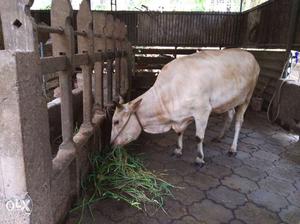 Vechoor cow and calf for sale