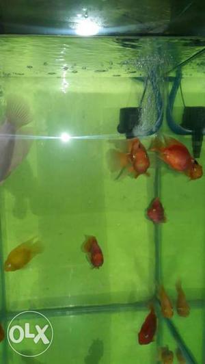 Want to sell 1 giant gaurami and 10 colorful fish