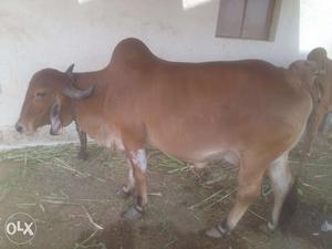 Want to sell cow (Gir) 8ltr milk was in first
