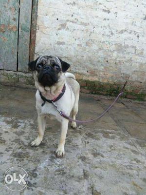 Want to sell my dog pugg beautiful pet pllz