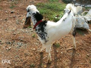 White And Black Anglo-nubian Goat