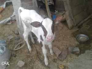 White And Brown Calf and with black mother