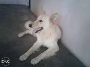White And Fawn Indian Spitz