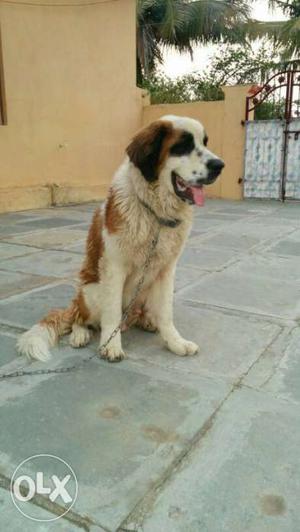 White And Red St Bernard