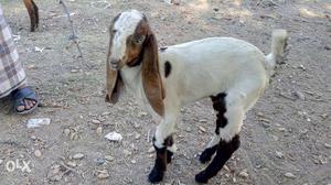 White, Brown, And Black Anglo Nubian Goat
