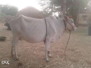 White Coated Cow