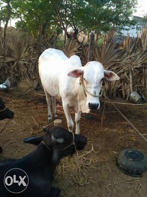 White Cow In Bapatla