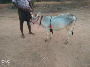 White Cow In punganur