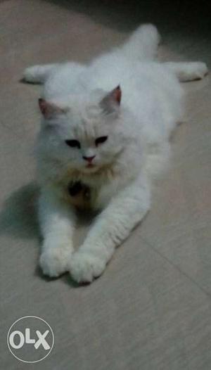 White Percian cat