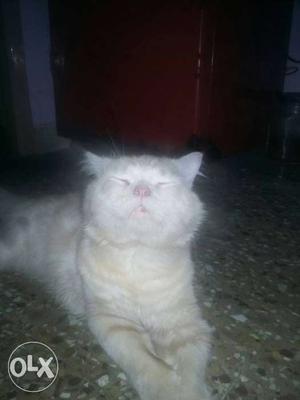 White Persian Cat \