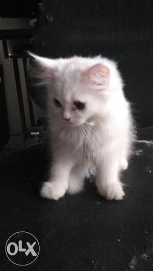 White Persian Kitten / Cat 3 months old