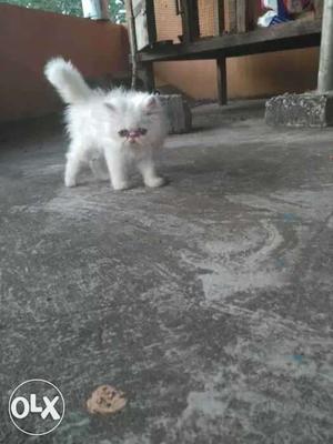 White Persian kitten 90 days