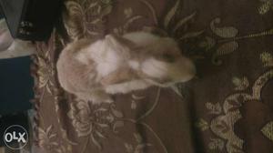 White and brown colour rabbit