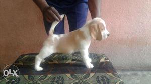 White beagle male puppy with kci paper