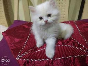 White persian cat male 2months Kitten