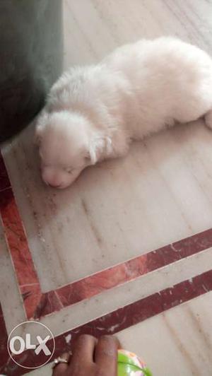 White puppy 18 days old