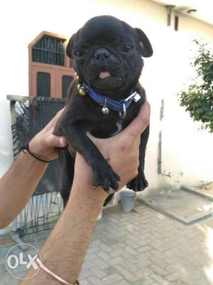 Z black pug female show quality