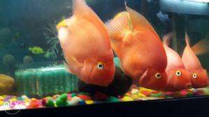 Four Orange Fishes 5pics