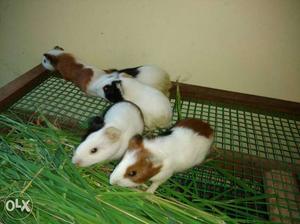 Guinea Pigs pair cute lovely playfull pairs at