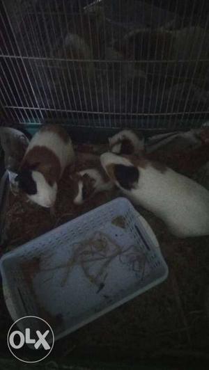 Six White-brown-and-black Guinea pigs