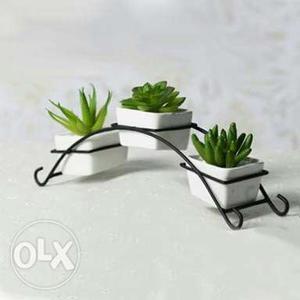Three Potted Green Succulent Plants stand..INDRAYANI