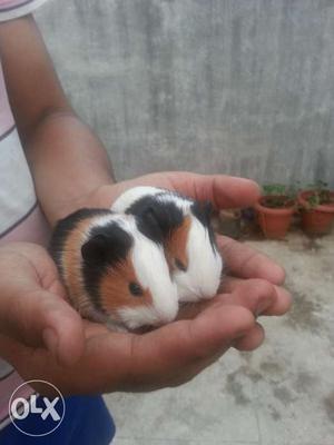 1 month old, cute and adorable guinea pigs