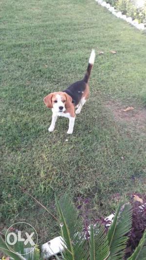10 months old male beagle hound for sale imported