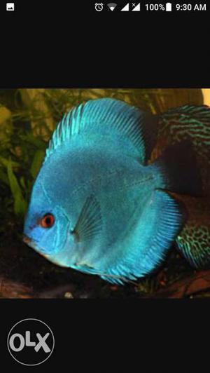 2 pic discus fish for sale size 6 inches