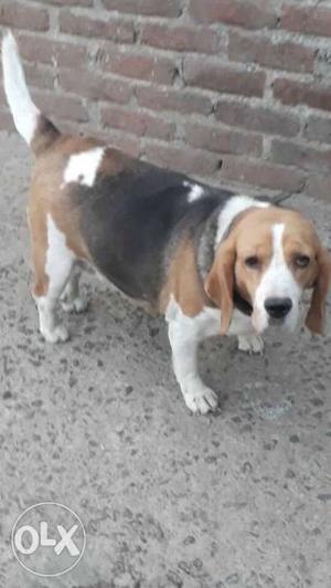 2 year old show quality beagle female available Delhi