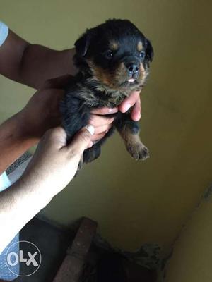 28days Rott pets male and female