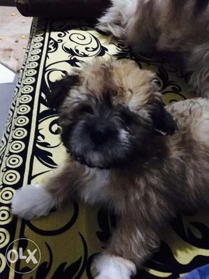 3 month old lhasa apso male puppies available