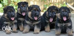 38 days old Pure German Shepherd puppies for sale.