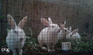 5 Breeding Rabbits in Bailhongal