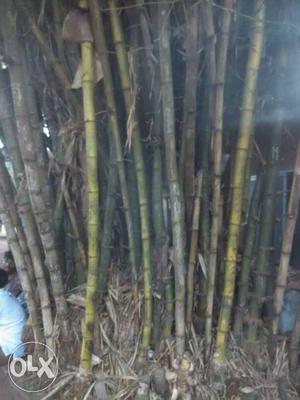 50 Bamboos in the same plot each has approx.25 m
