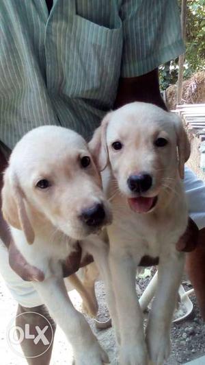60 days old lab puppies available