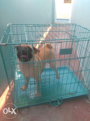 7 month old female pug which will soon be ready