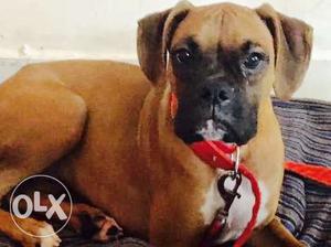7 months boxer very smart and loving,