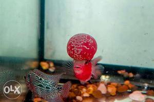 A grade flowerhorn it's good condition awesome
