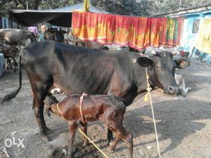 A new cow with a female baby calf.. It gives milk