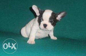 Affectionate French Bulldog and Bulldog puppies Toy size