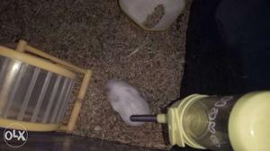 Albino Male red eye Chinese hamster for sale