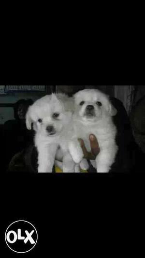 All types of puppies available