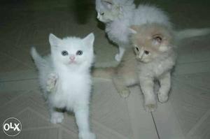 Attention seeking pure lineage persian kitten
