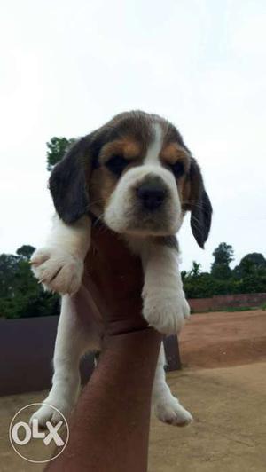 Beagle show Qulity Puppies...26days old very
