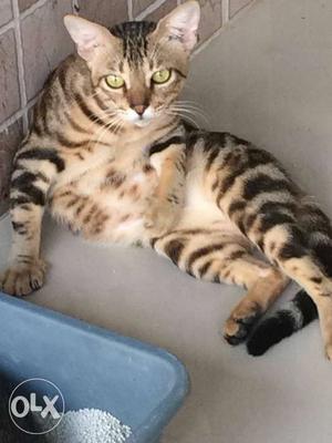 Bengal cat Male for sale