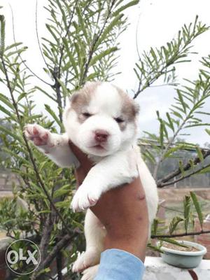 Best Quality Red &White Siberian Husky Pups.