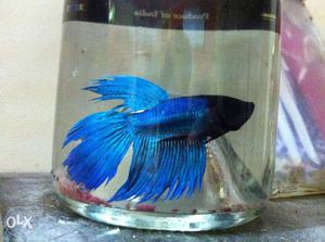 Beta fish blue and dark black colure